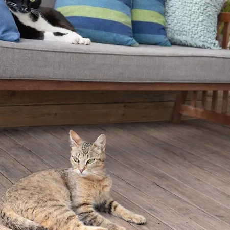 Familienparadies Nahe - Baumhaus & Tiere Colares